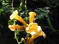 Yellow Trumpet Vine / Campsis radicans 